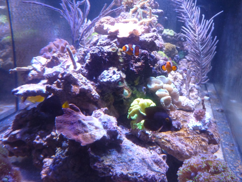 Mon nouveau reef de 830L P1010812