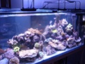 Mon nouveau reef de 830L P1010612