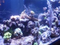 Mon nouveau reef de 830L P1010713