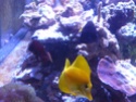 Mon nouveau reef de 830L P1010811