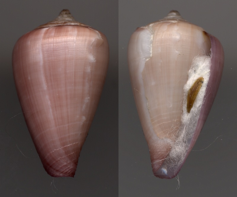 Conus (Lautoconus) josephinae  Rolán, 1980 Joseph10