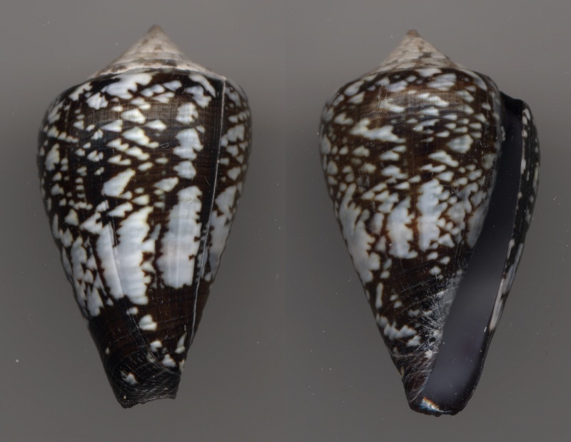 Conus (Lautoconus) irregularis (GB Sowerby, 1857) voir Conus (Lautoconus) crotchi Maiobo10