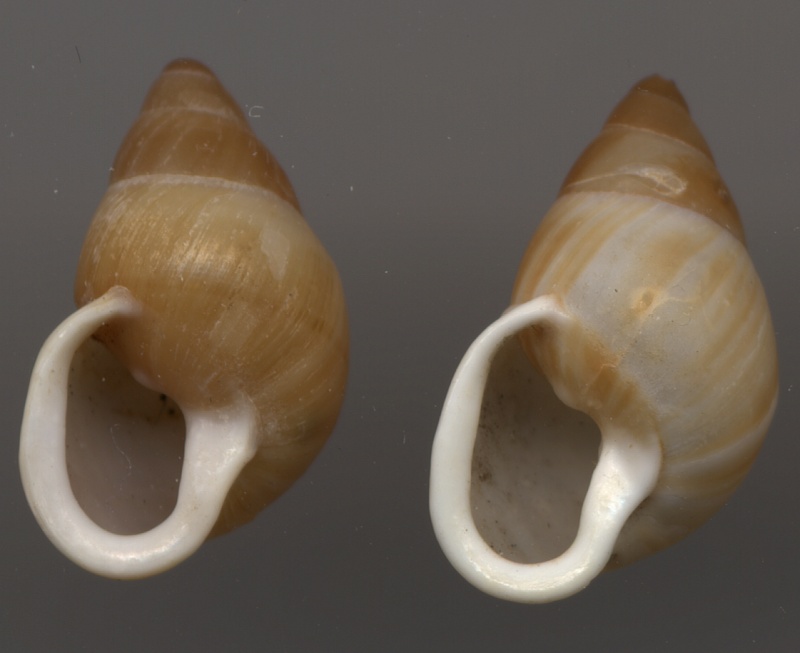 Partula otaheitana Brugière, 1792 Otahei12