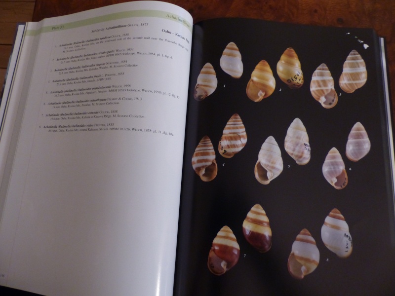 Shells of the Hawaiian Islands : The Land Shells par Mike Severns P1000220