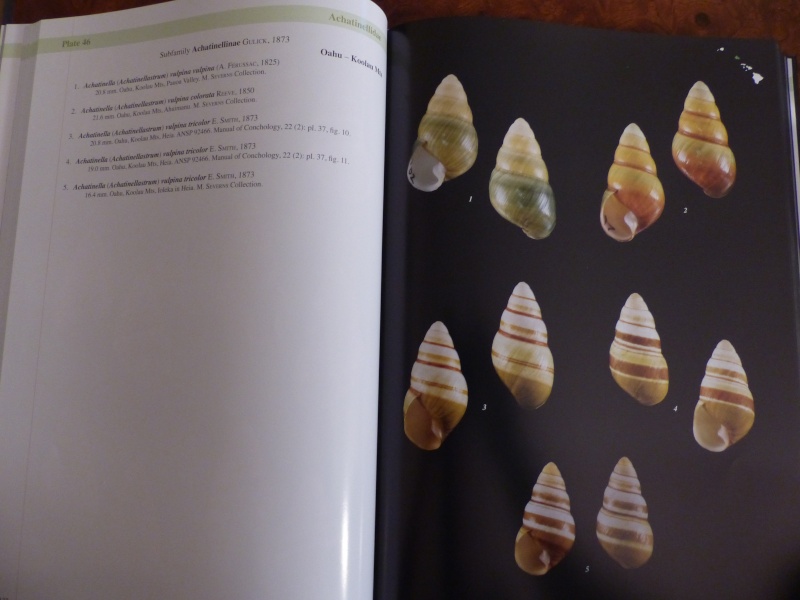 Shells of the Hawaiian Islands : The Land Shells par Mike Severns P1000221