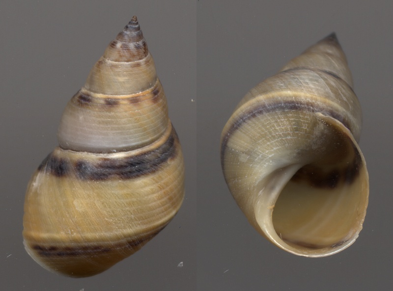 Littoraria pallescens (Philippi, 1846) Palles10