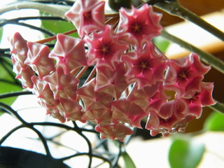 Hoya Pubicalyx " Pink Silver" Dscf7418