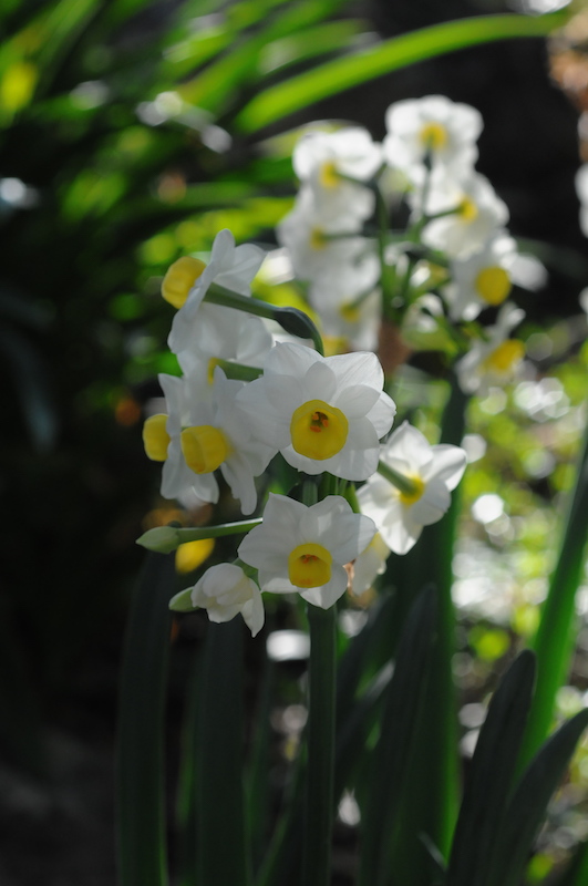 regain fleuri Narcis11