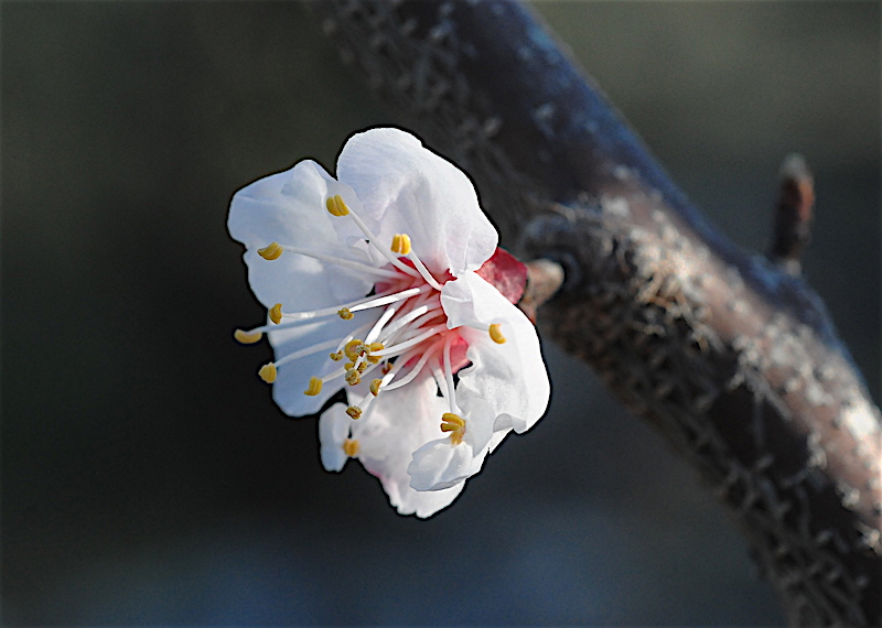 regain fleuri Prunus10
