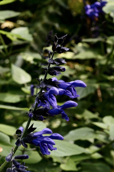 (Italie) Giardini di Ninfa Salvia13