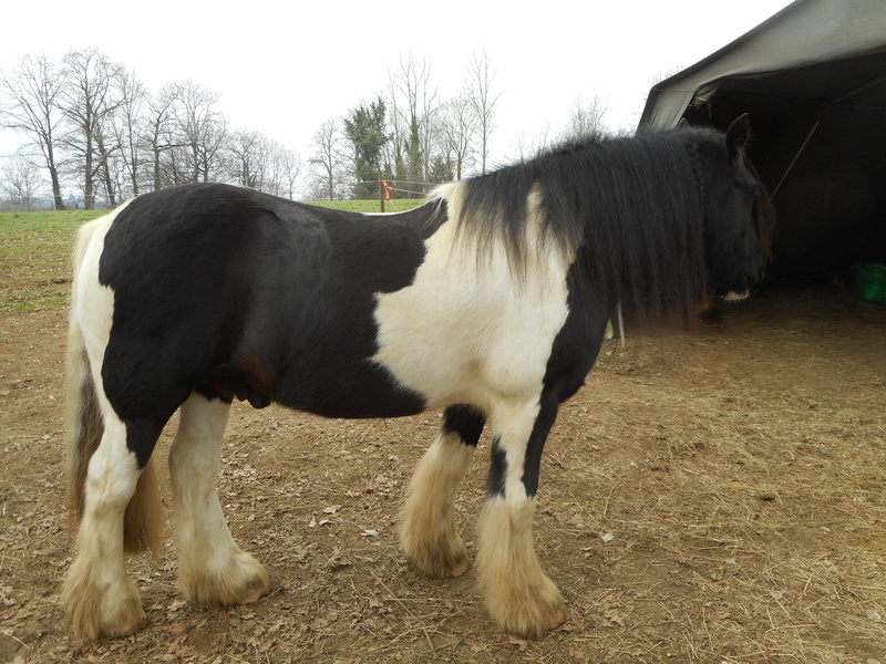 PELIPA - ONC Poney née en 2007 - adoptée en septembre 2014 par Ceed - Page 10 Dscn2310