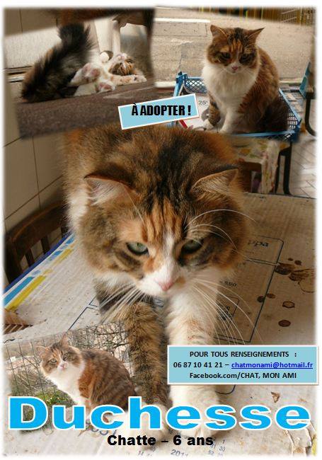 Fermeture d'un refuge pour chats à proximité de lyon - Page 2 14574510