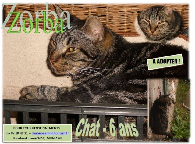 Fermeture d'un refuge pour chats à proximité de lyon - Page 2 14704110