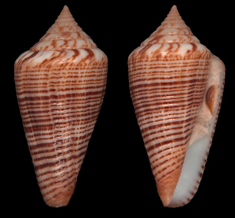 Conus (Splinoconus) moylani (Derlsaerdt, 2000) Moylan10