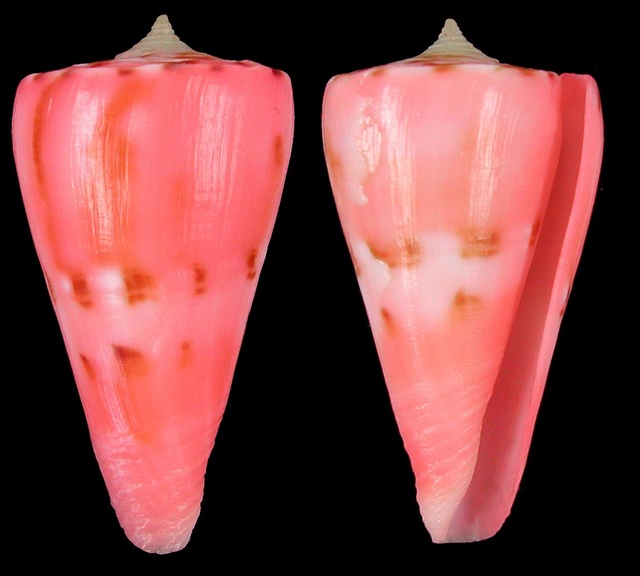Conus (Dauciconus) vikingorum Petuch, 1993 Sans-t11
