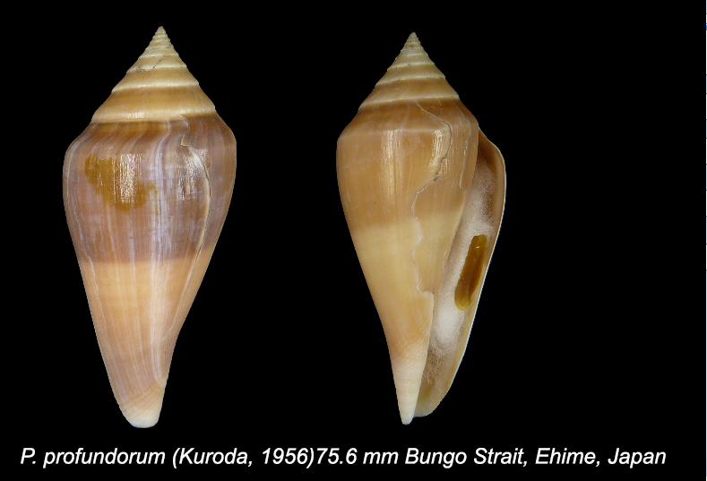 Profundiconus profundorum  (Kuroda, 1956) Sans_t13