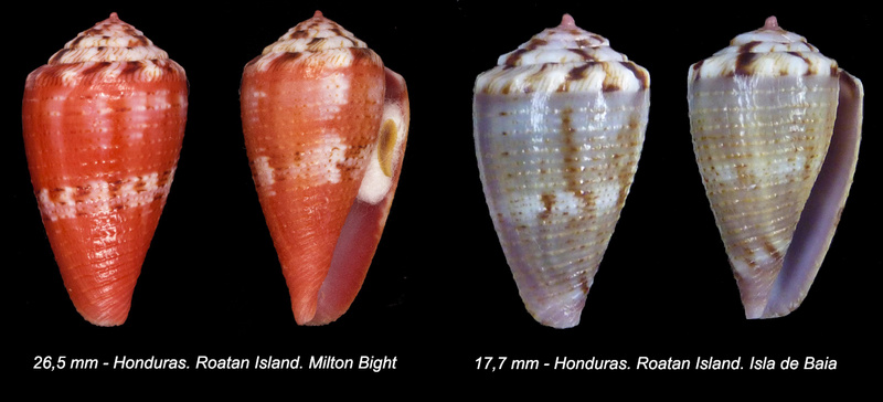 Conus (Dauciconus) kukulcan  Petuch 1980 Sans_t16