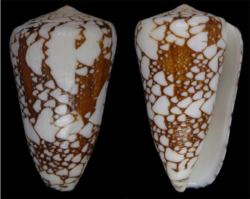 Conus (Darioconus) pennaceus ganensis (Delsaerdt, 1988) voir Conus Darioconus pennaceus Born, 1778 Sans_t23