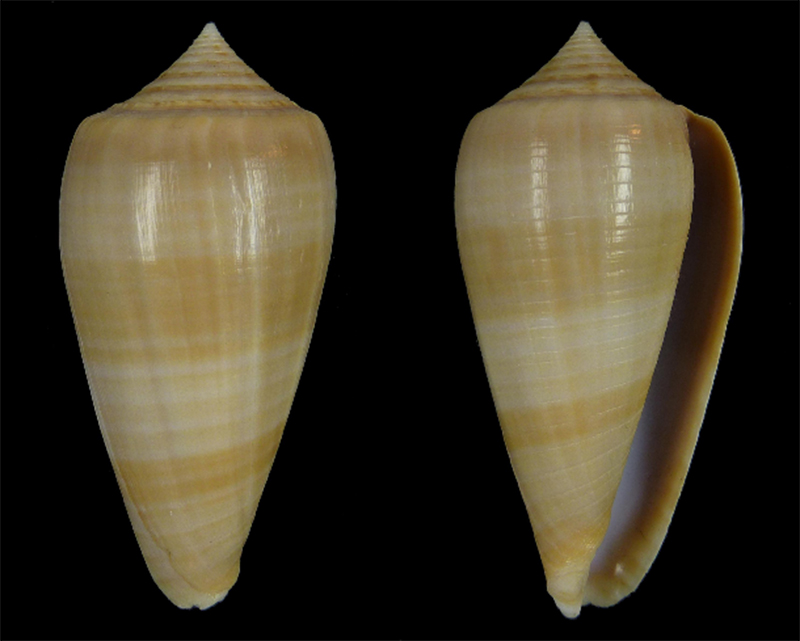 Conus (Phasmoconus) lynceus GB. Sowerby II, 1858 - Page 2 Sans_t25