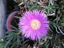 Griffes de sorcière Carpobrotus Griffe12