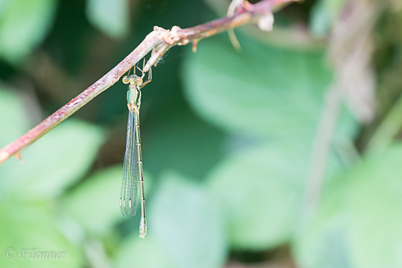 [Lestes virens] Ce n'est pas un leste vert, il semblerait 20170613