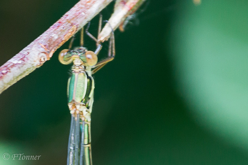 [Lestes virens] Ce n'est pas un leste vert, il semblerait 20170615