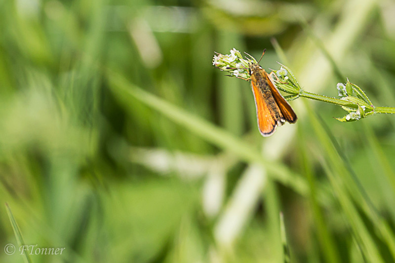 [Thymelicus lineola] Papillon (de nuit?) à identifier 20170618