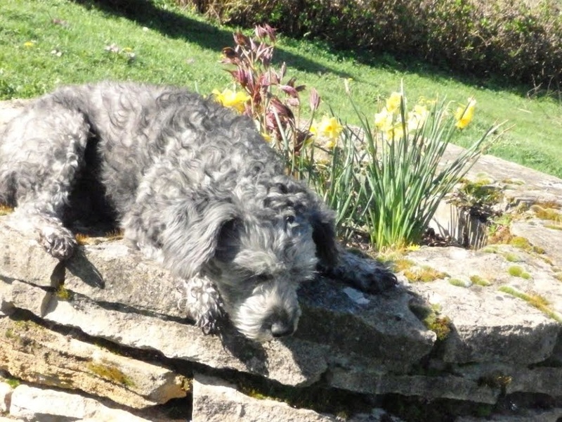 LILI, gentille croisée caniche de 4 ans 1/2 Dopt110