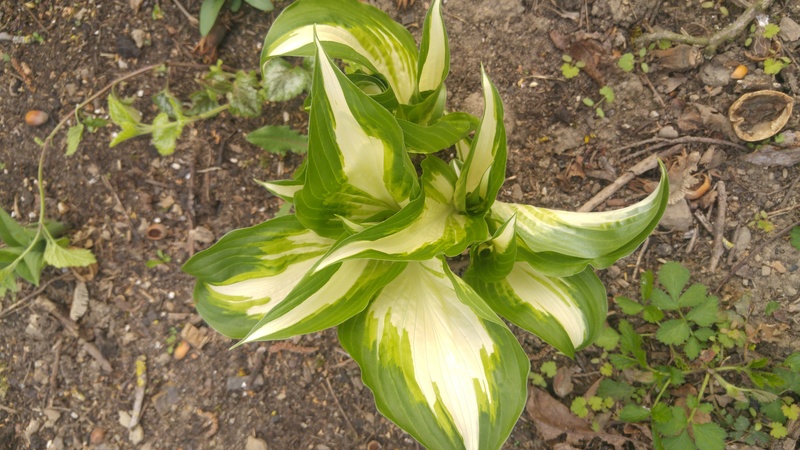 Tummelplatz für Hostaholiker (Hosta - Funkie) - Seite 6 20170411