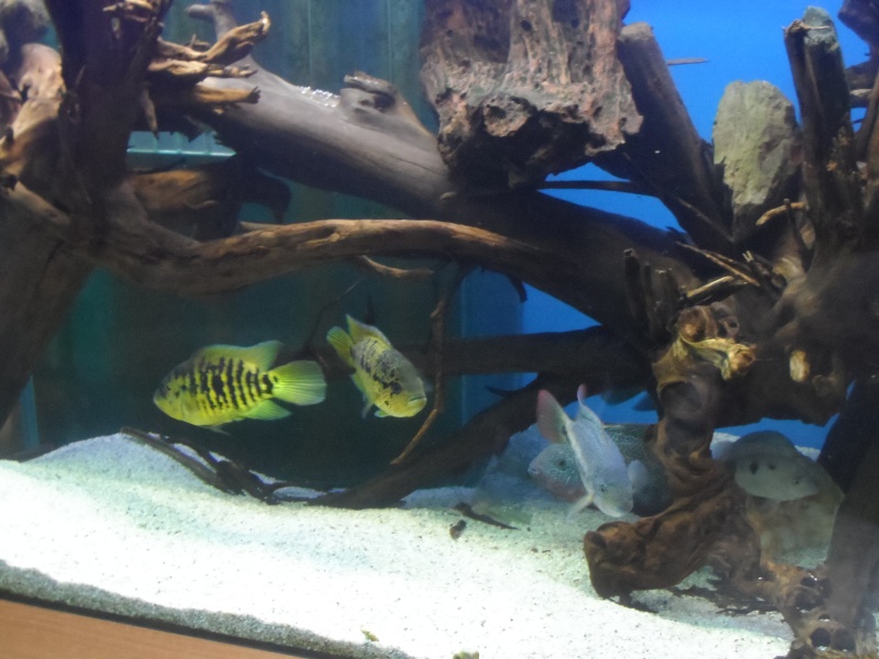 Mon aquarium et ses pensionnaires. Sam_0715