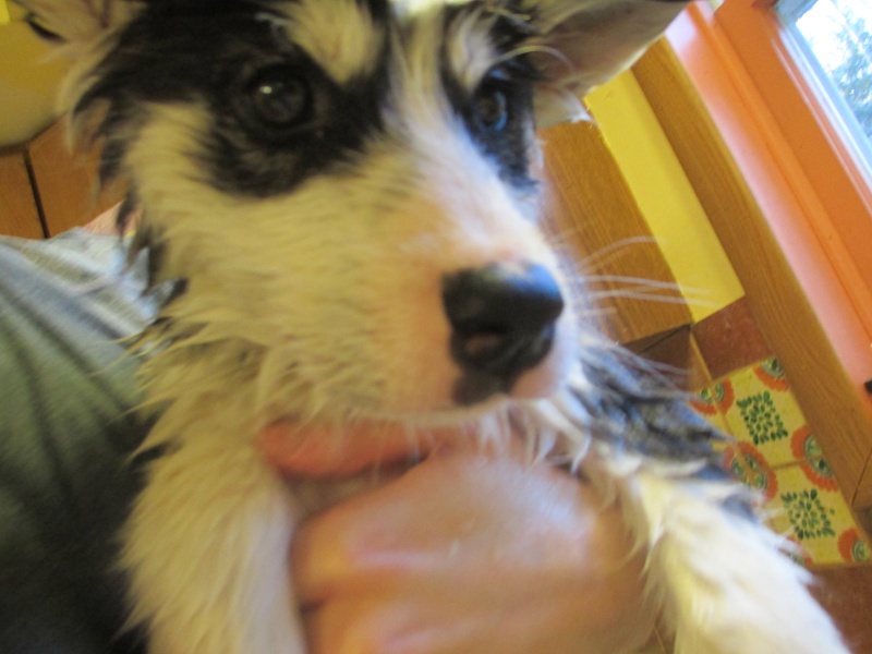 Yukon's Adventures! Achievement Unlocked, Neuter status acquired! - Page 3 00112