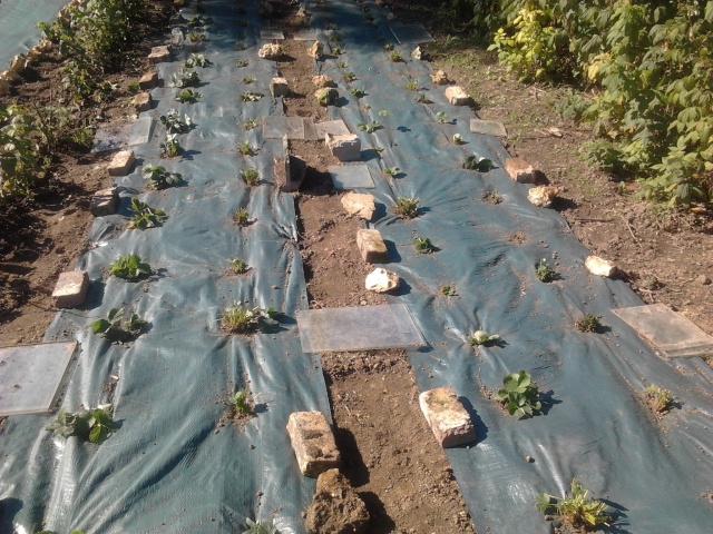 plantation de nouveaux fraisiers et commancement de mettre à l'abrit certaine plantes  Photo010