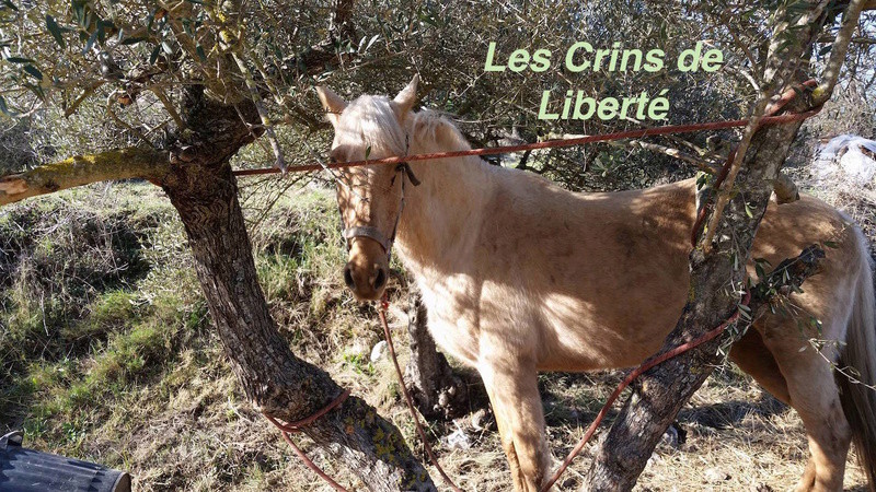 Les chevaux à sauver des Crins de Liberté ... et le calendrier 2017 16804510