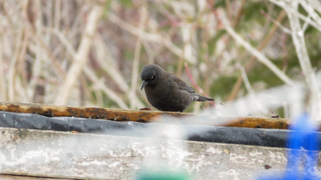 Quiscale rouilleux 03052015