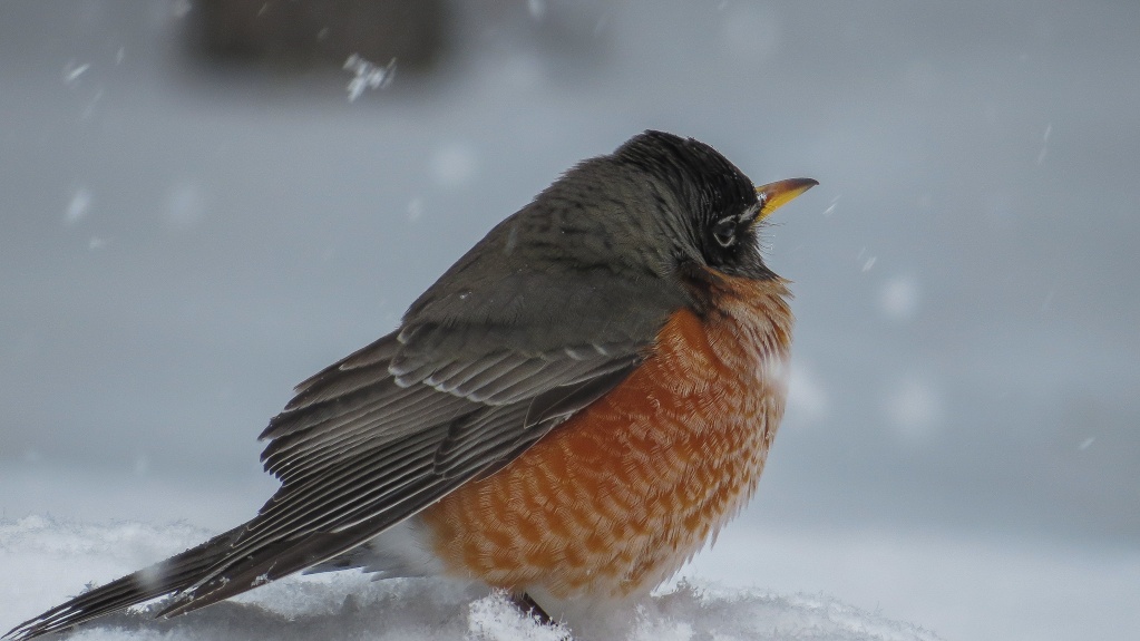 Merle d'amérique dans la neige 05042015