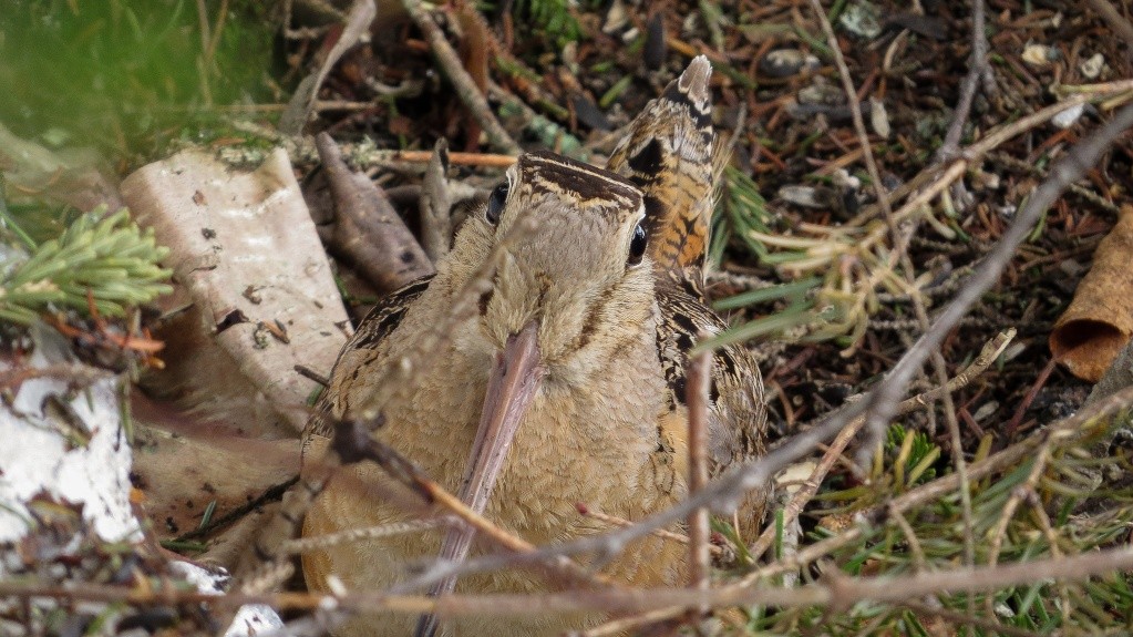 Bécasse d'amérique 05052011