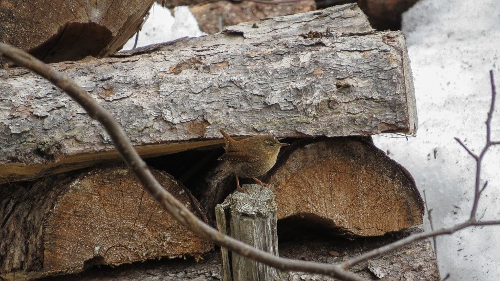 Troglodyte,Jaseur et Merle 21042013