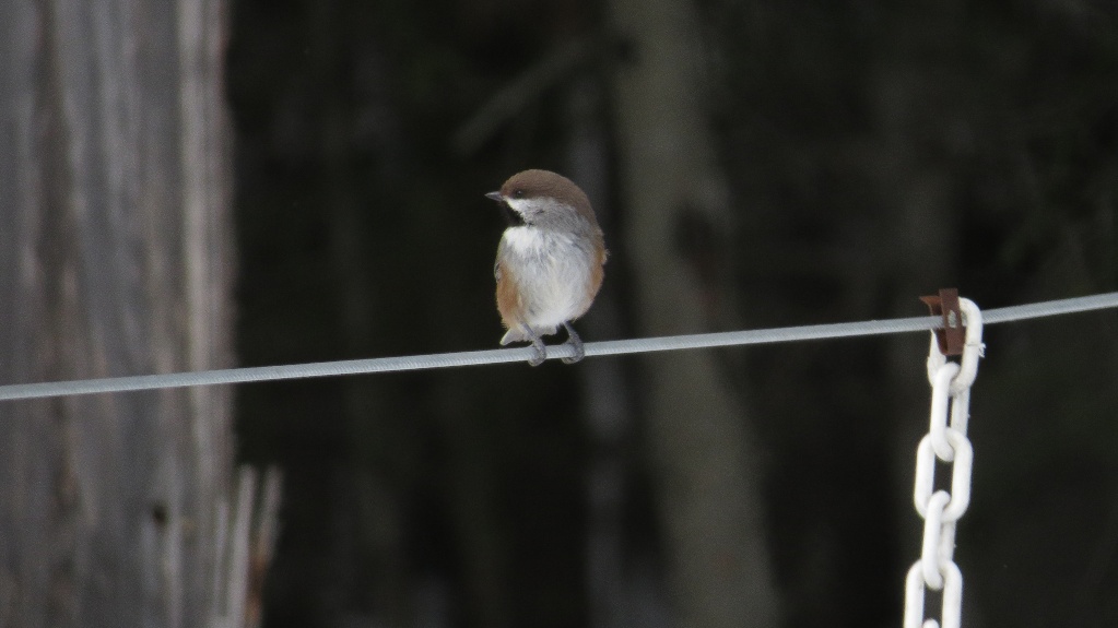 Sizerin , Durbec et Mésange à tête brune 23032011