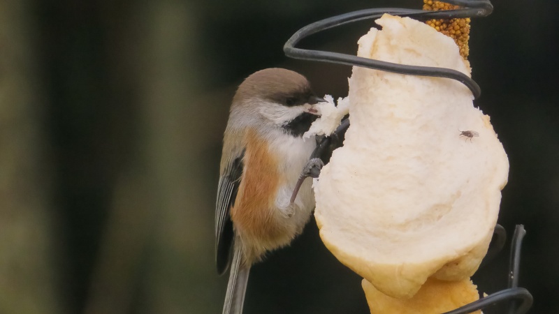 Mésange à tête brune Sans_143