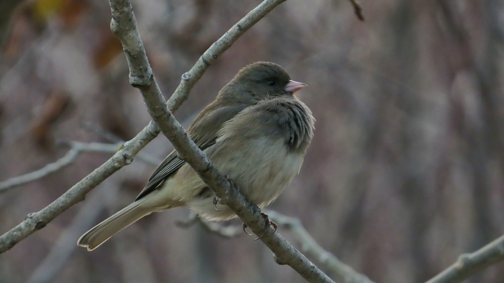 Junco Sans_146