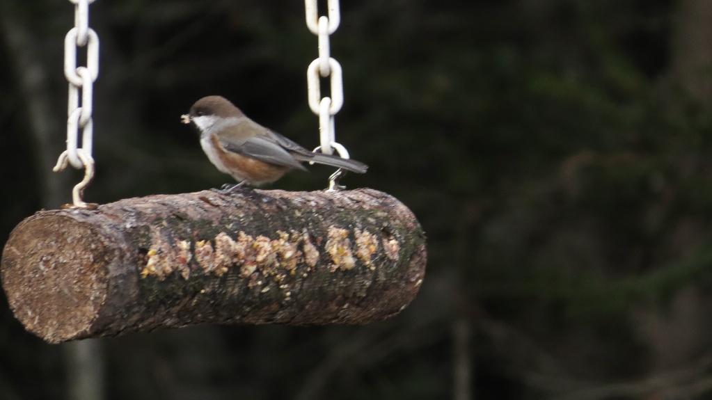 Mésange à tête brune Sans_t99