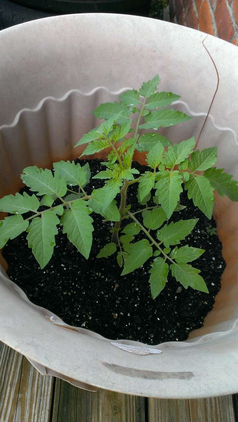 My First Tommy Toe Tomatoes 20130616