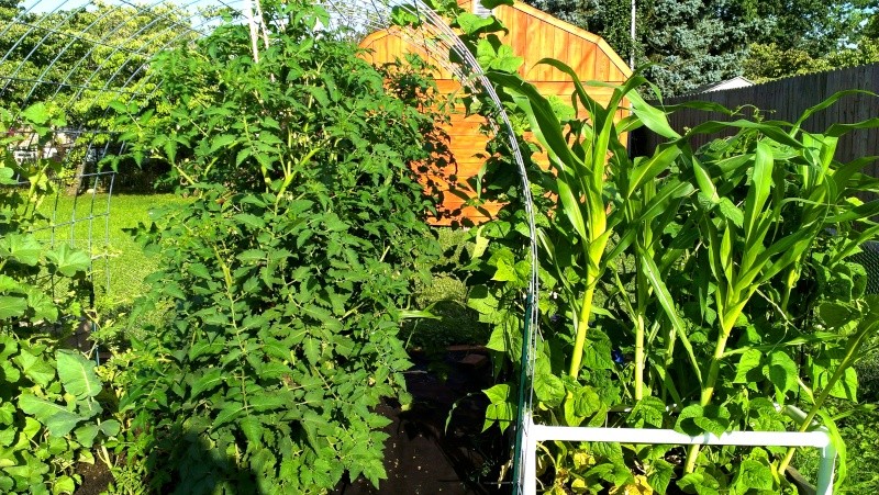 My First Tommy Toe Tomatoes 20130811