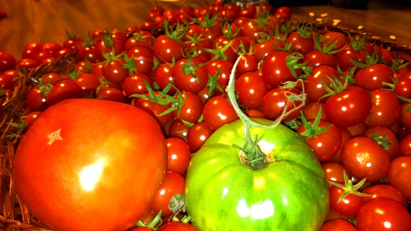 My First Tommy Toe Tomatoes 20130914