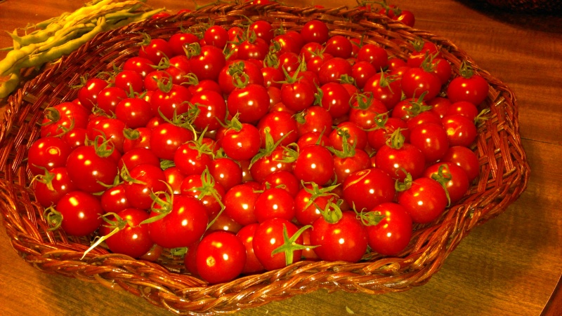 My First Tommy Toe Tomatoes 20130915