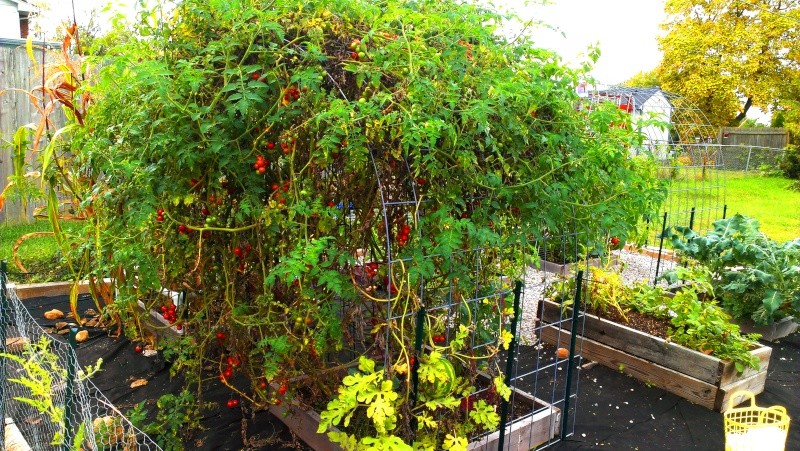 My First Tommy Toe Tomatoes 20131012