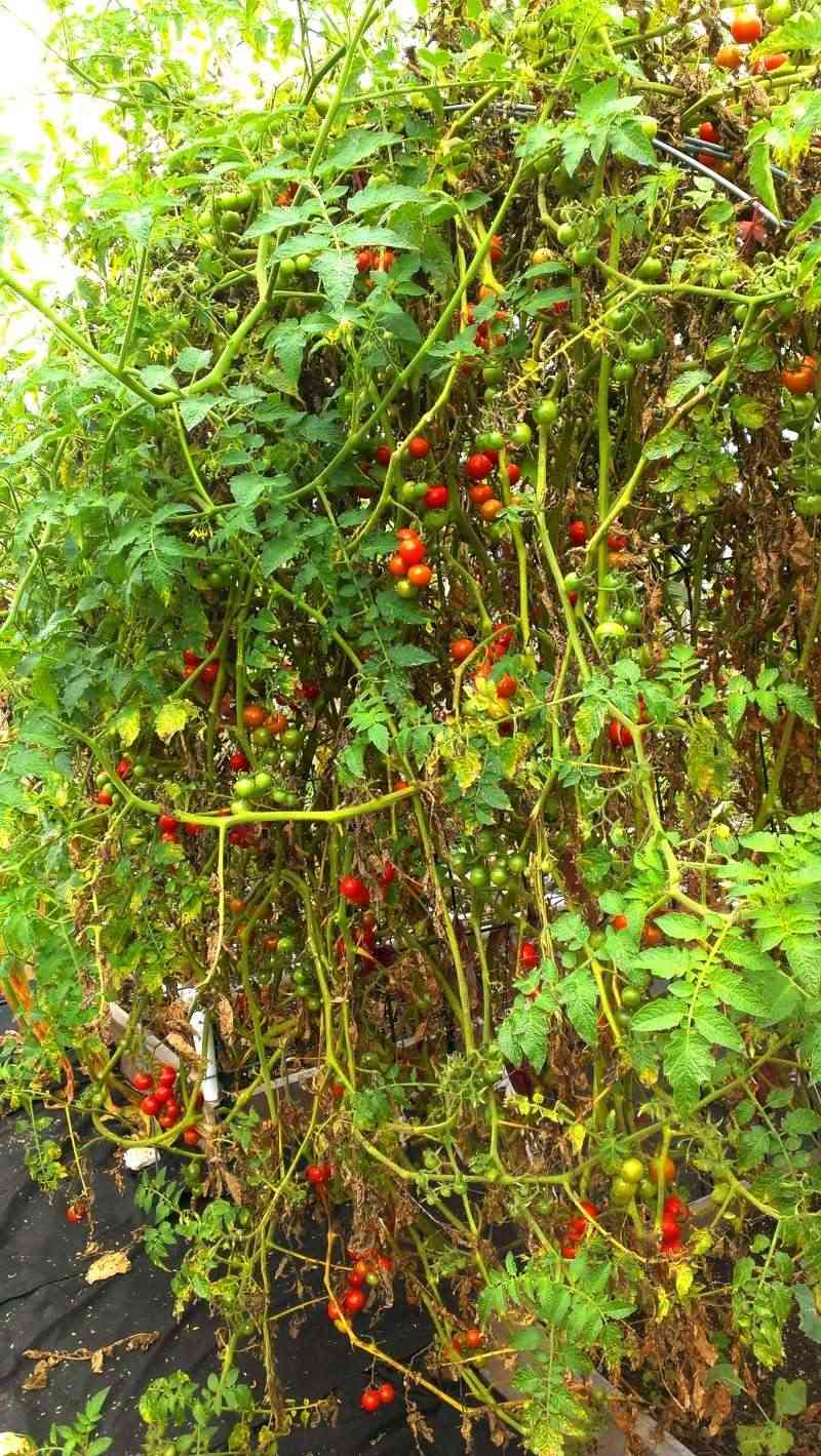 My First Tommy Toe Tomatoes 20131013