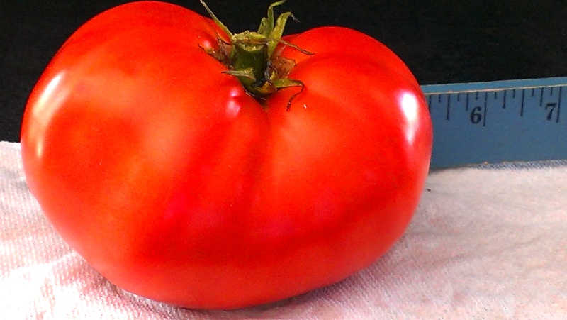 tall tomatoes - Brandywine Tomatoes, 159 on Vines Today! 20131017