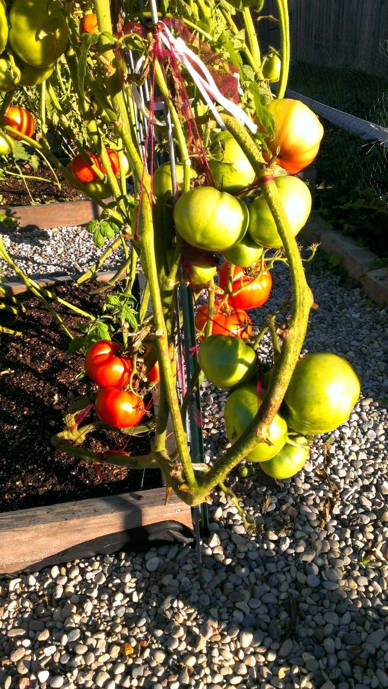 tall tomatoes - Brandywine Tomatoes, 159 on Vines Today! 20131018