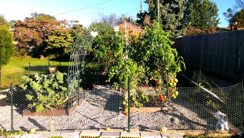 tall tomatoes - Brandywine Tomatoes, 159 on Vines Today! 20131020